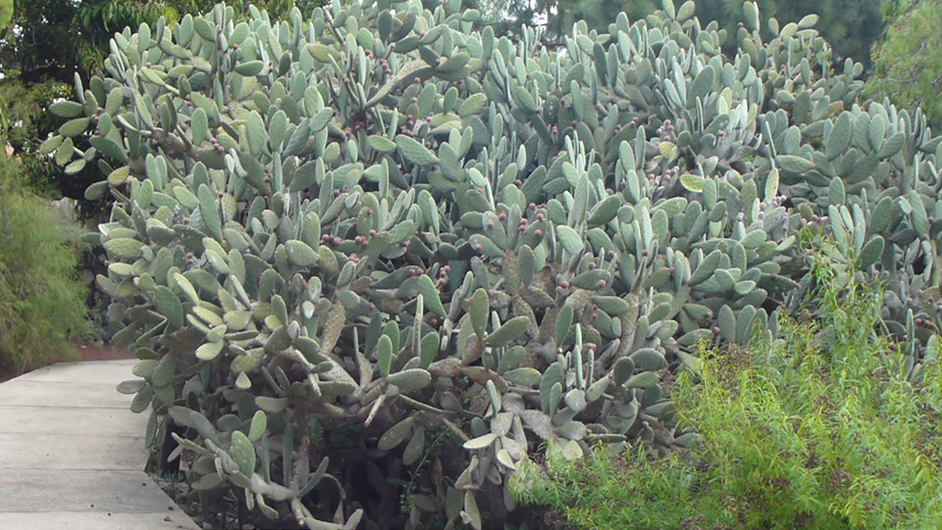 kaktus na Teneryfie
