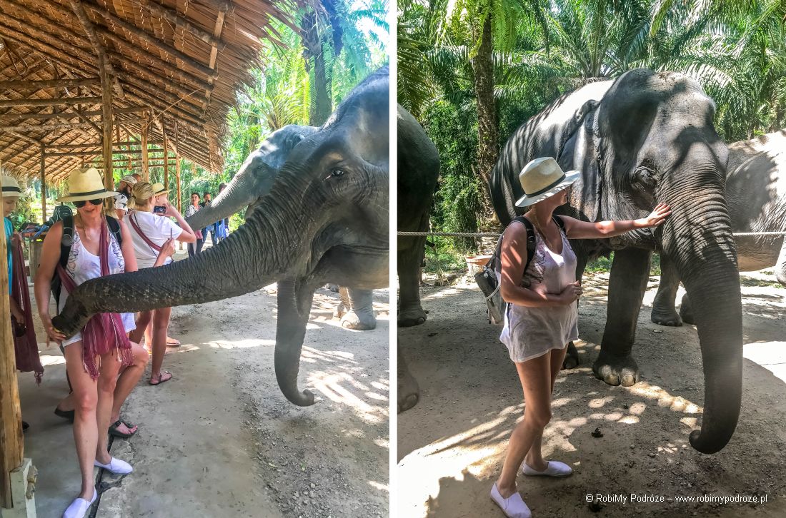 karmienie słoni w Tajlandii