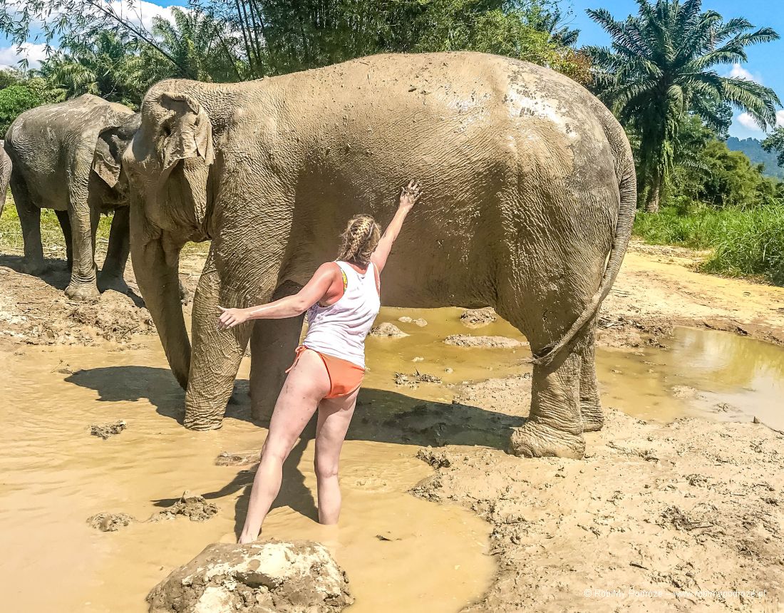 kąpiel w błocie ze słoniem