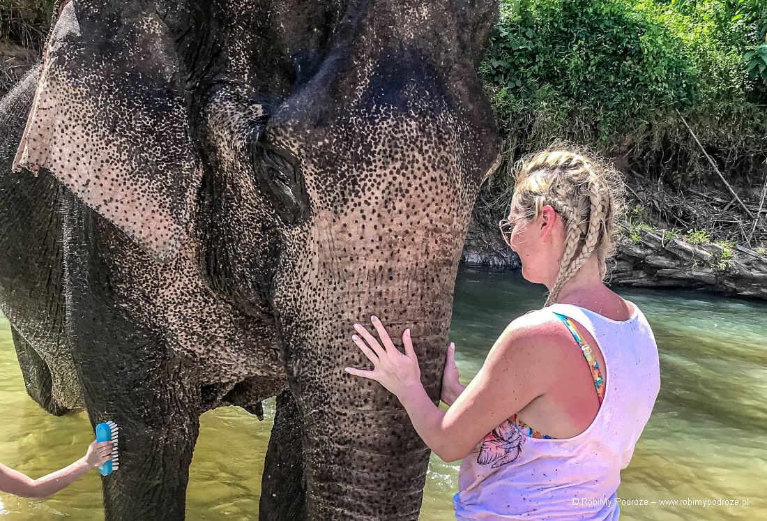 piękne słonie w Tajlandii