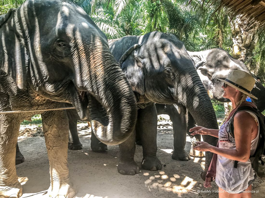 ratujmy słonie w Tajlandii