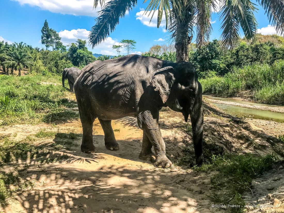 zwyczaje słoni w Tajlandii