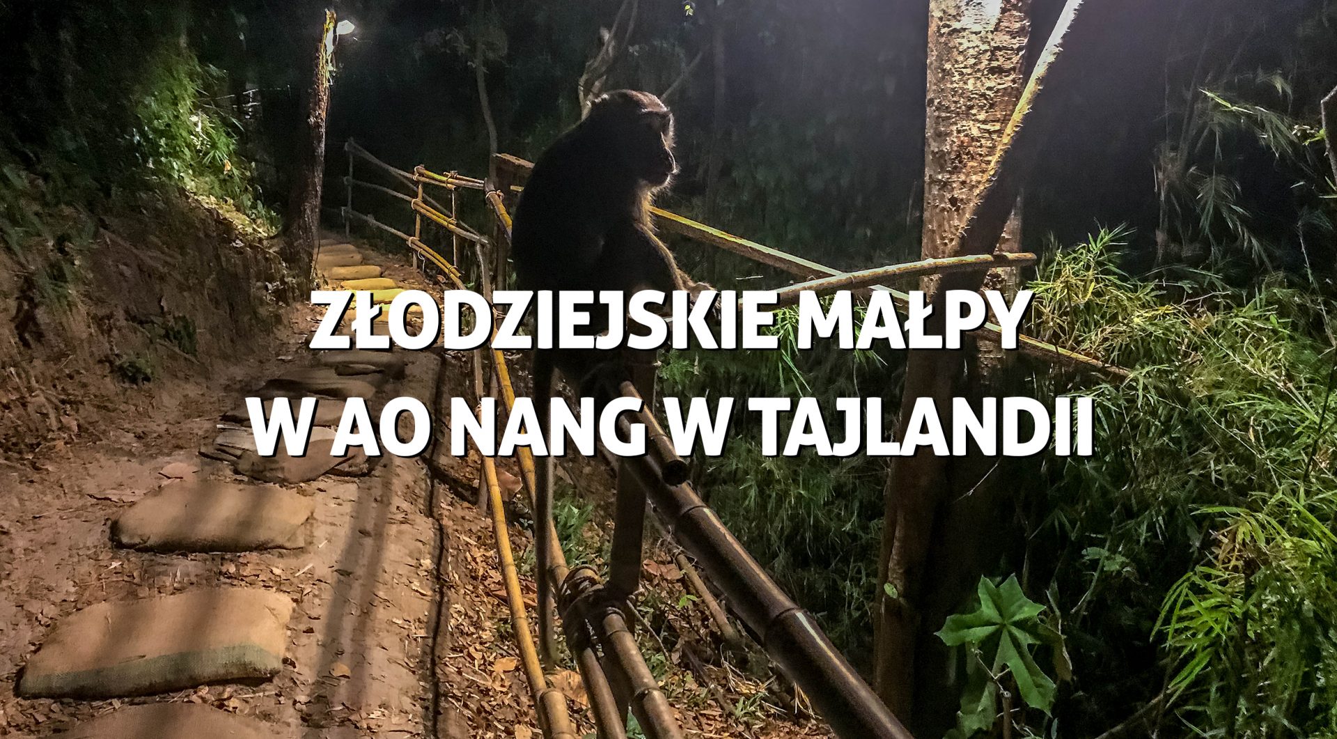 Małpy w Ao Nang