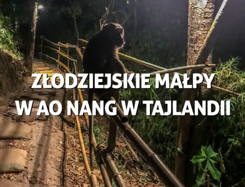 Złodziejskie małpy w Ao Nang w Tajlandii